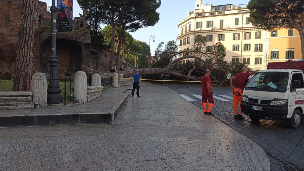 CADE PINO, TRAGEDIA SFIORATA A PIAZZA VENEZIA. ERBAGGI (FDI): “CURA E MANUTENZIONE DEL VERDE ALLO SBANDO”